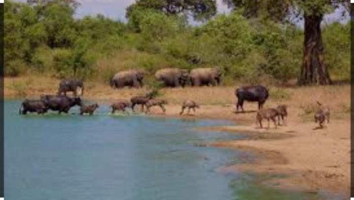 Wild Heaven Udawalawe Hotel Buitenkant foto