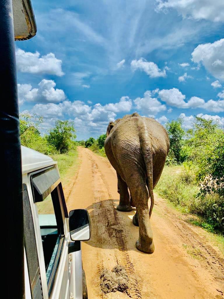 Wild Heaven Udawalawe Hotel Buitenkant foto