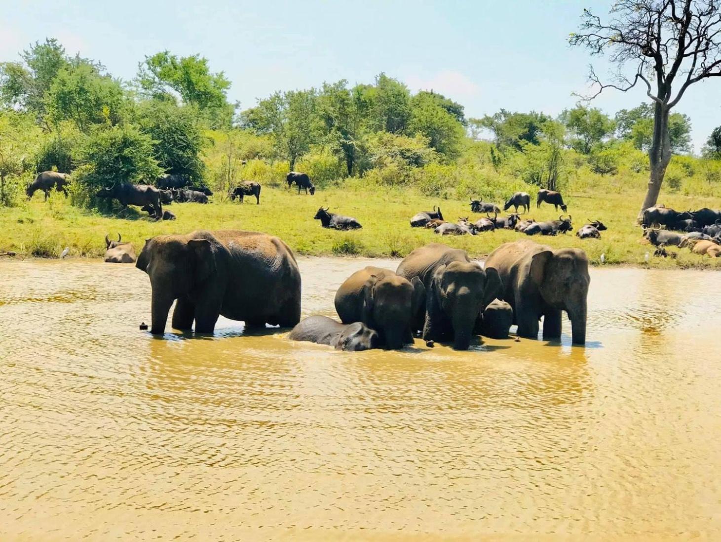 Wild Heaven Udawalawe Hotel Buitenkant foto
