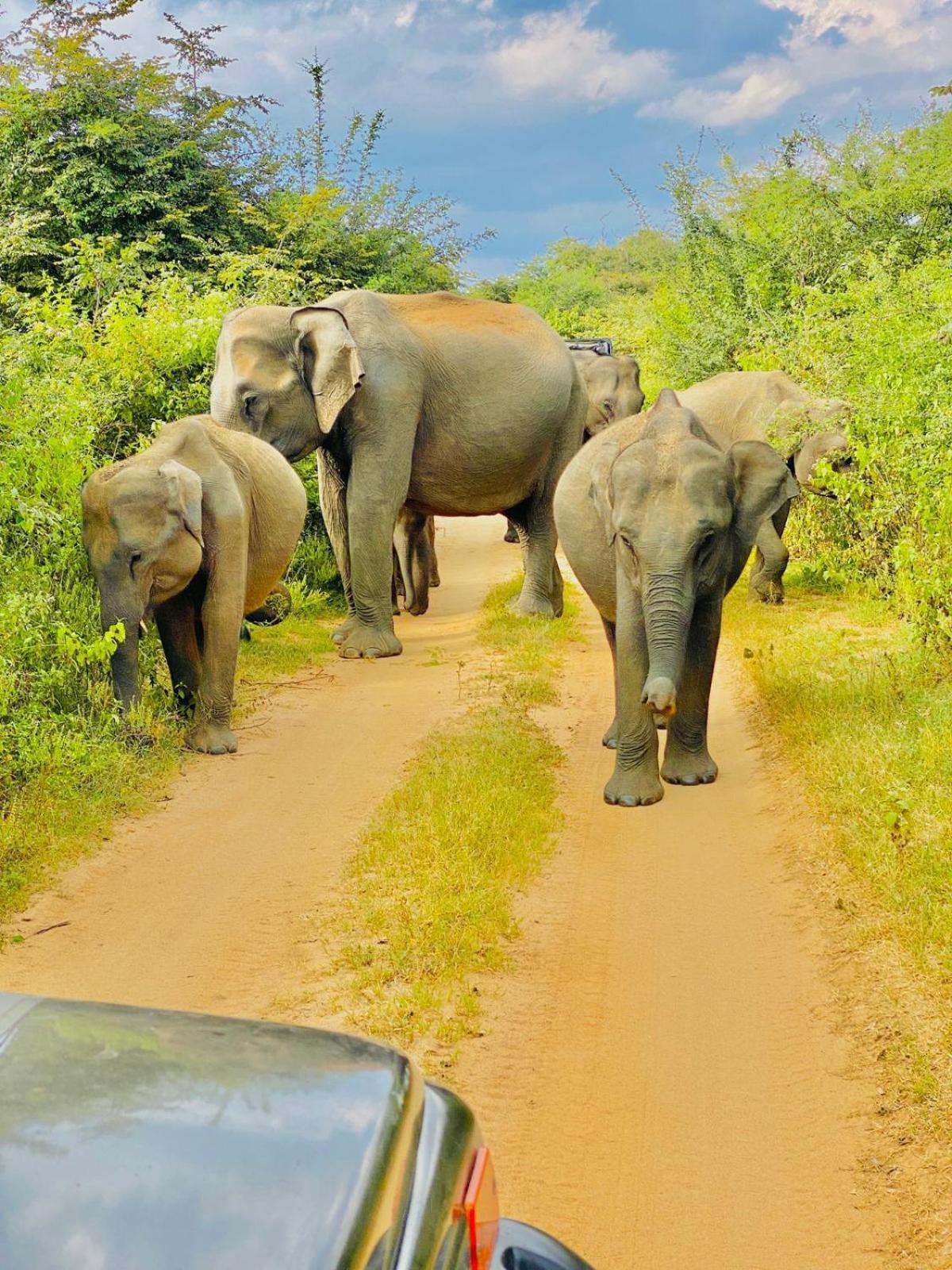 Wild Heaven Udawalawe Hotel Buitenkant foto
