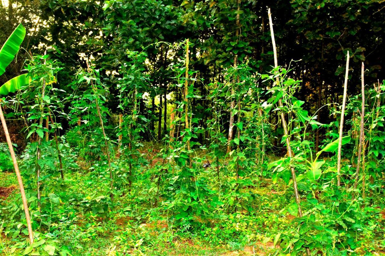 Wild Heaven Udawalawe Hotel Buitenkant foto